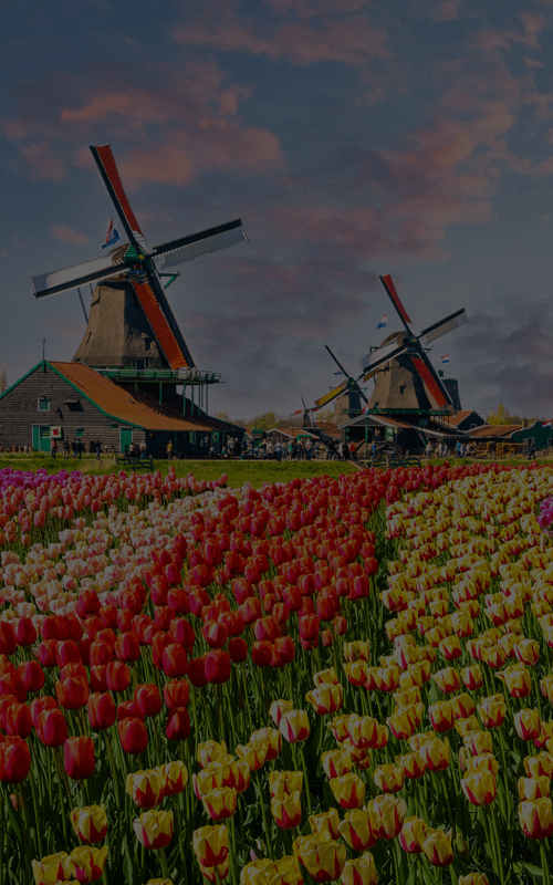 Educational Travel Programs in Netherlands